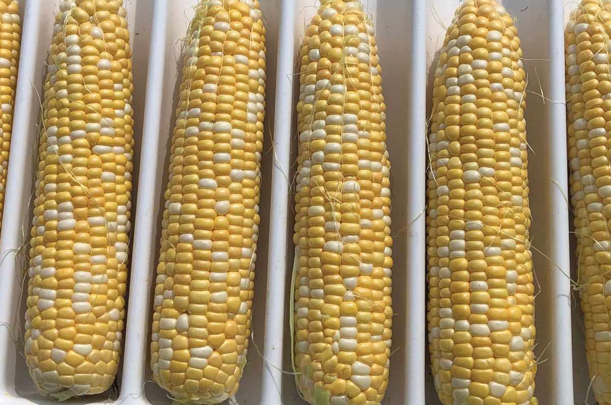 Inspiration – Corn Seed